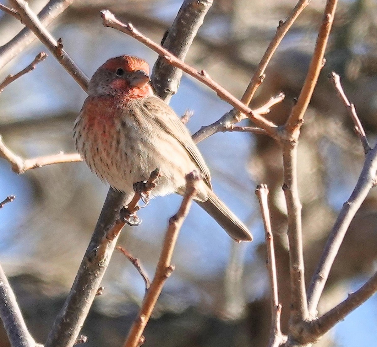 House Finch - ML645994513