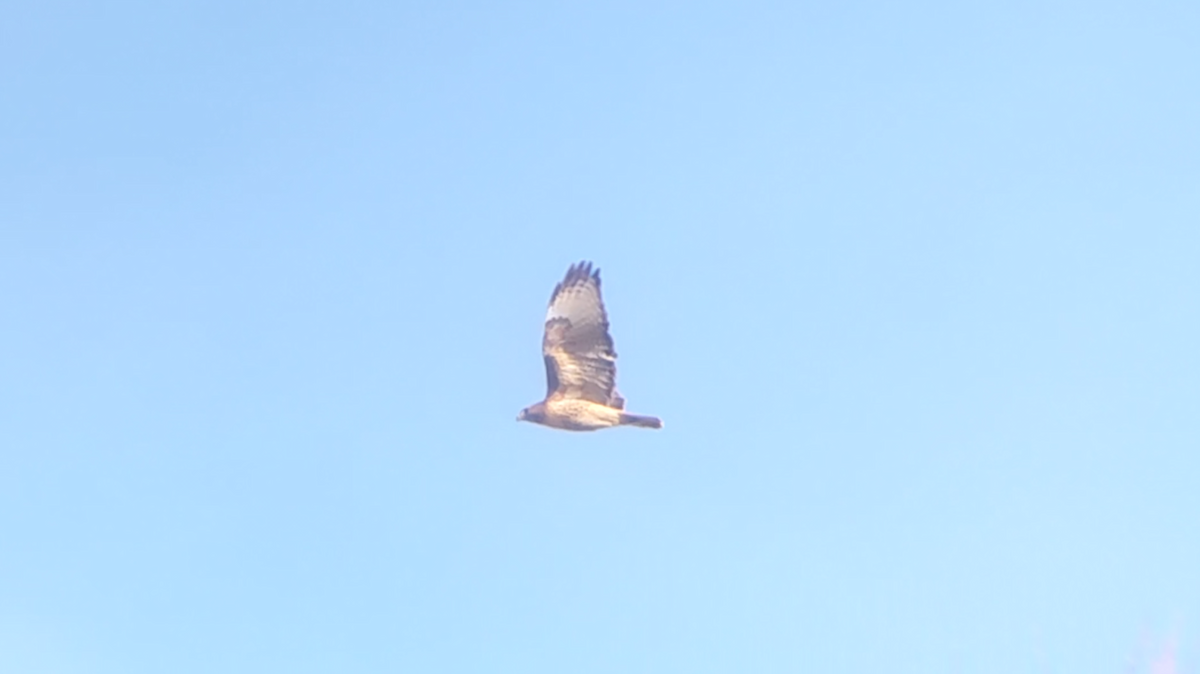 Red-tailed Hawk - ML645994514