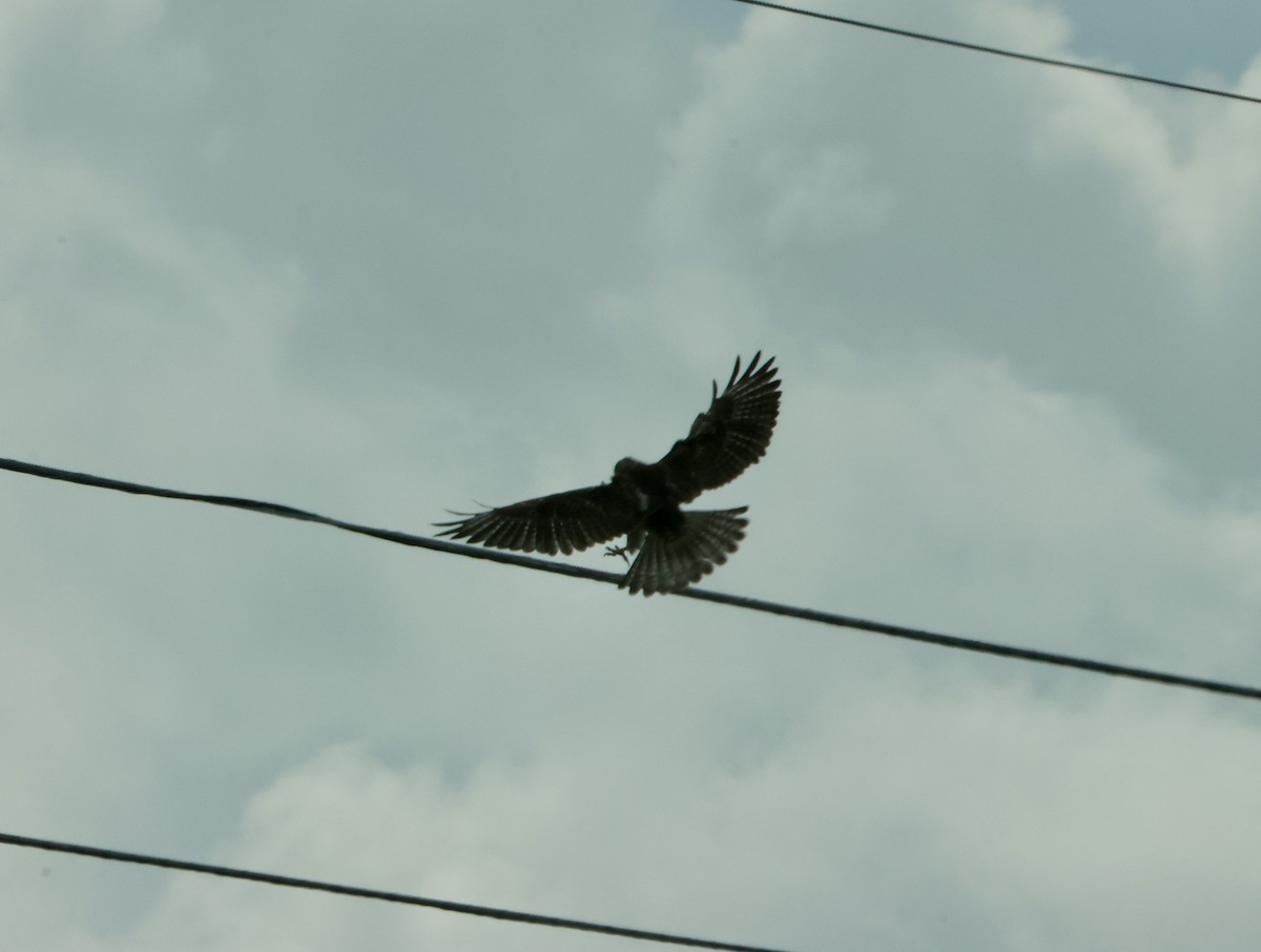 Broad-winged Hawk - ML645994521
