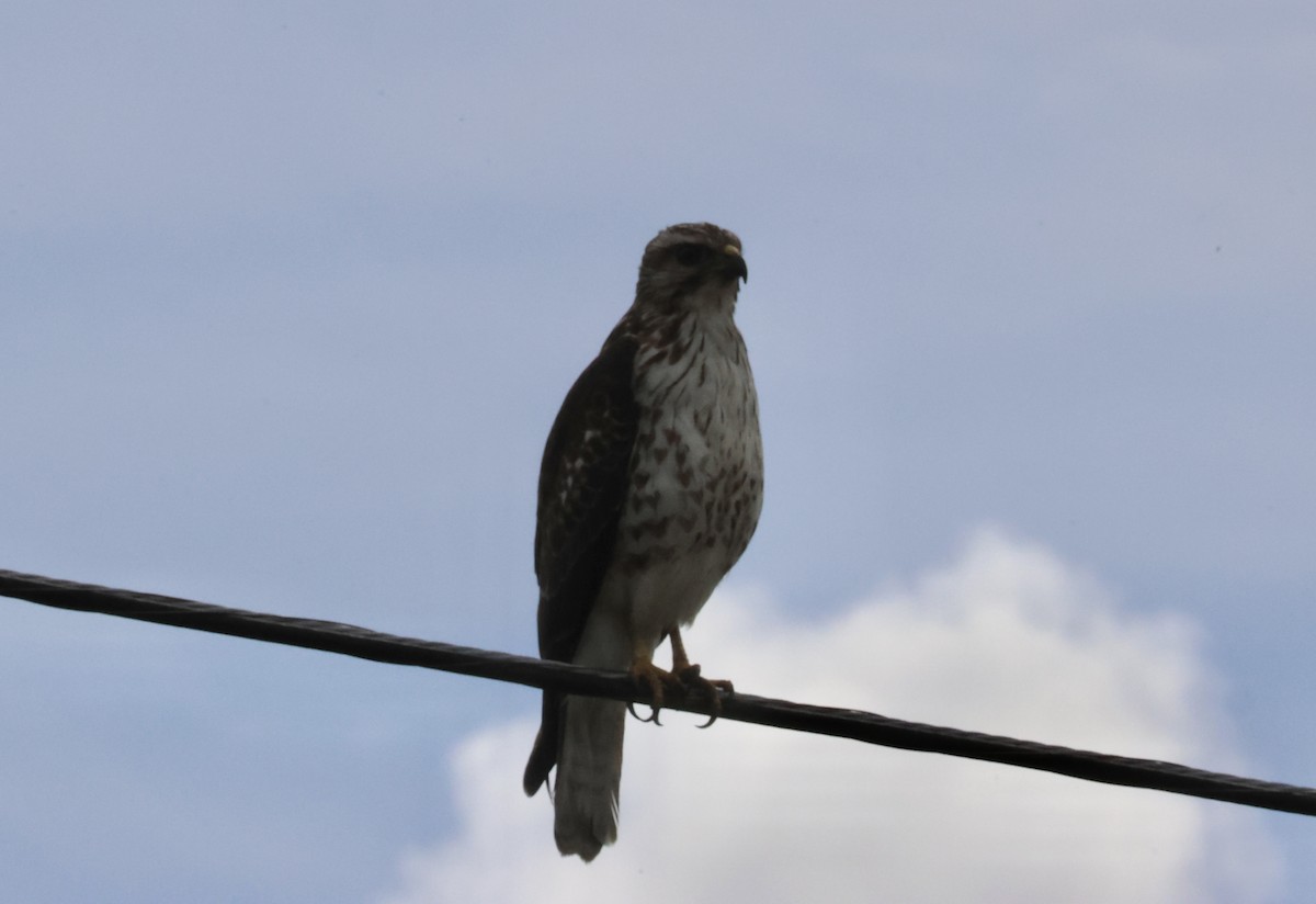 Broad-winged Hawk - ML645994522