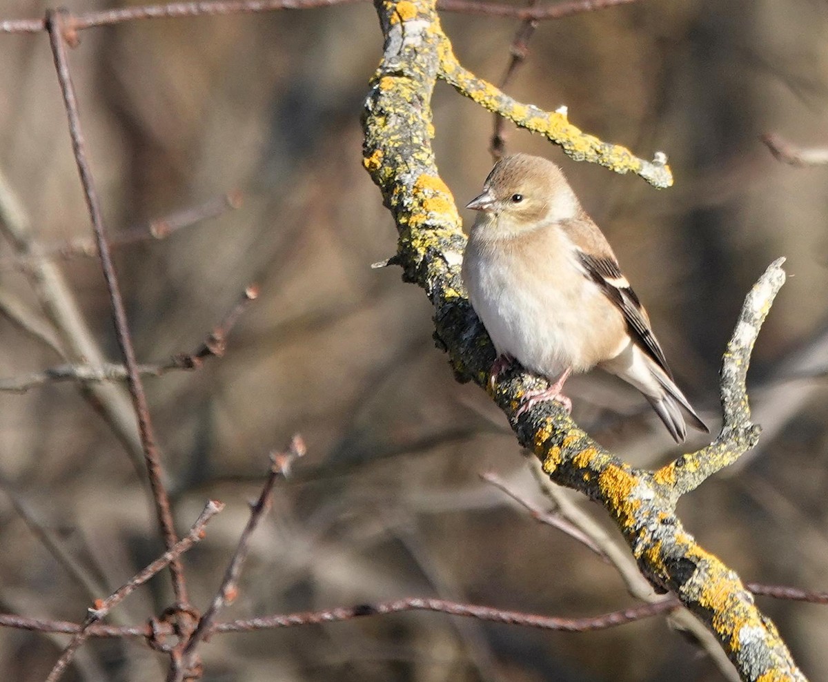American Goldfinch - ML645994524