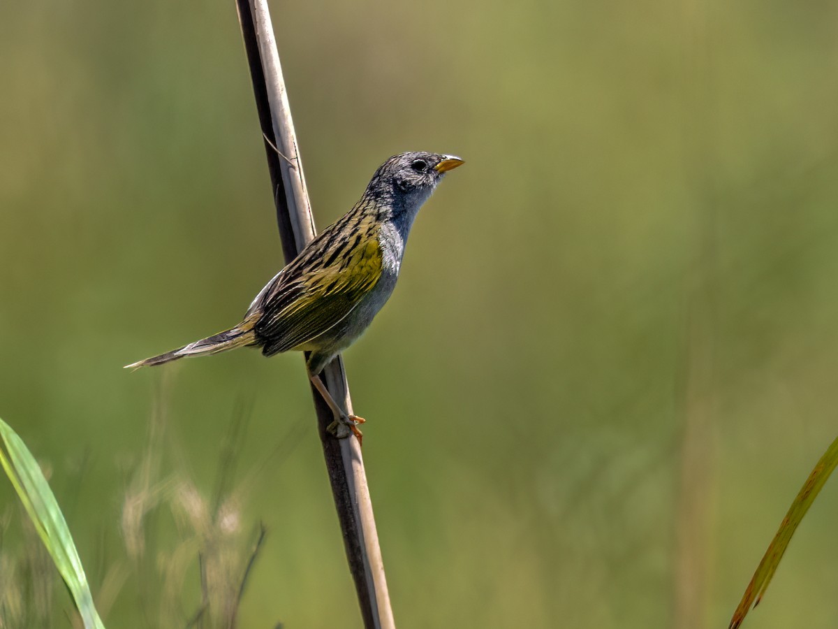 Lesser Grass-Finch - ML645994525