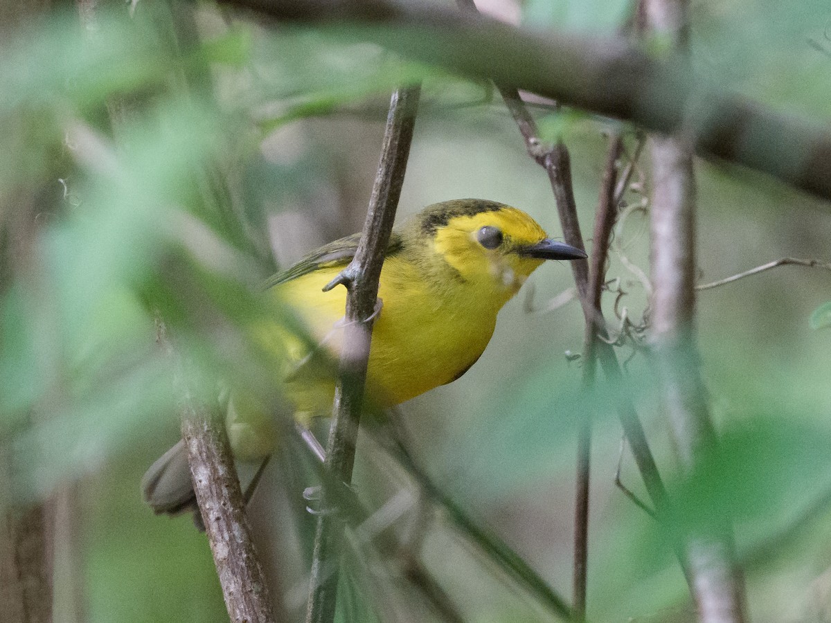 Болотянка чорногорла - ML645994539