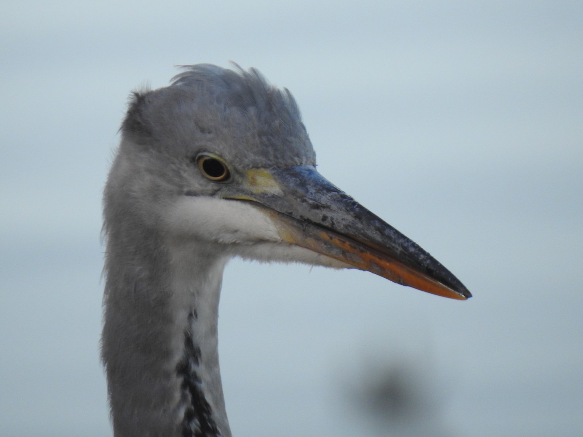 Gray Heron - ML645994563