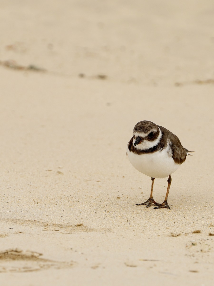 Semipalmated Plover - ML645994567