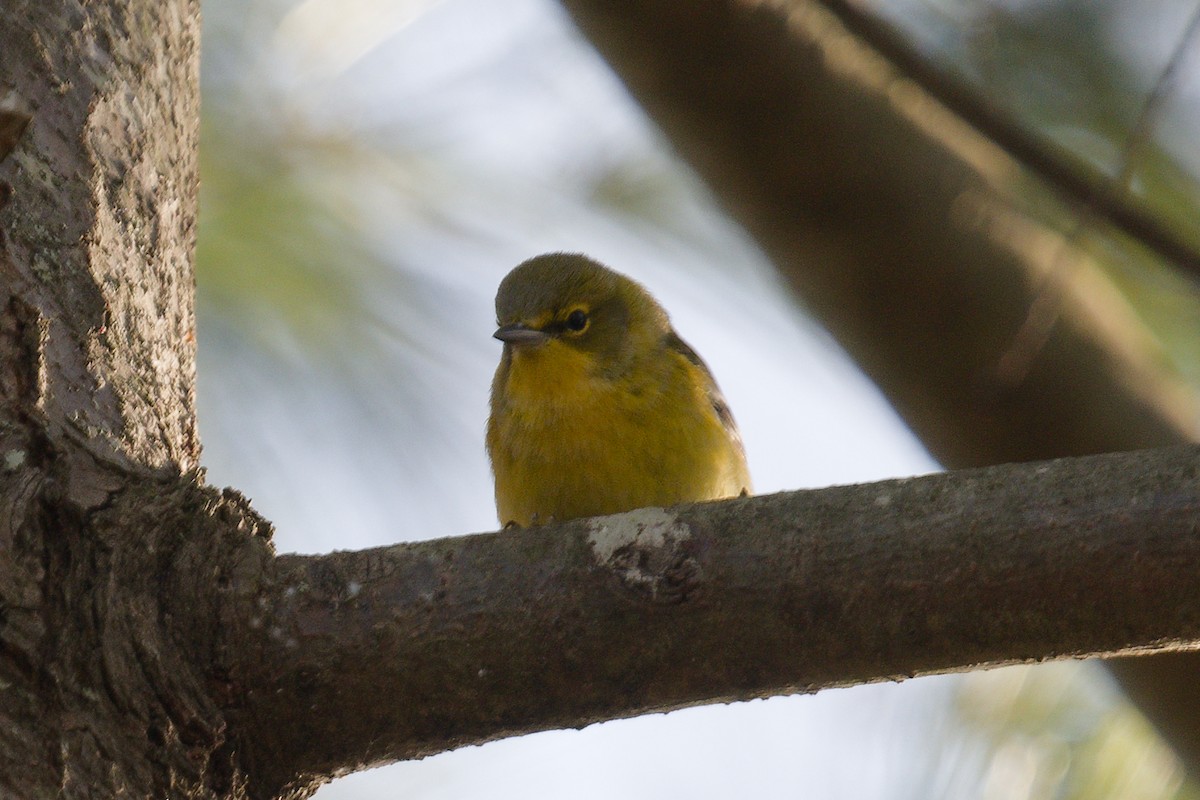 Pine Warbler - ML645994584