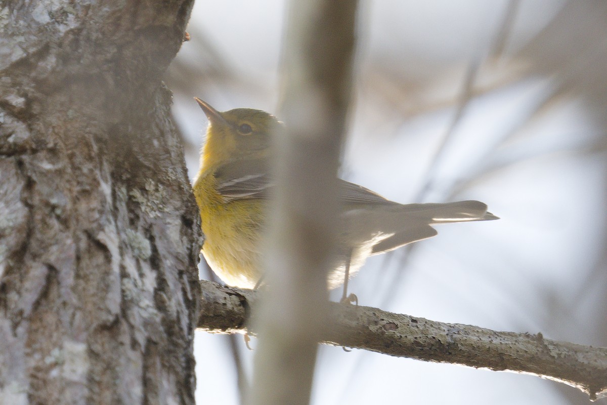 Pine Warbler - ML645994587