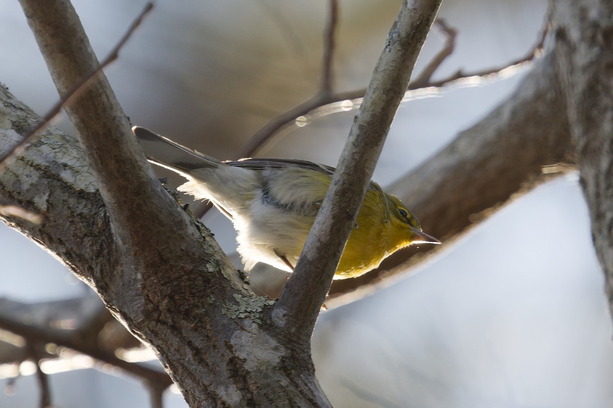 Pine Warbler - ML645994588