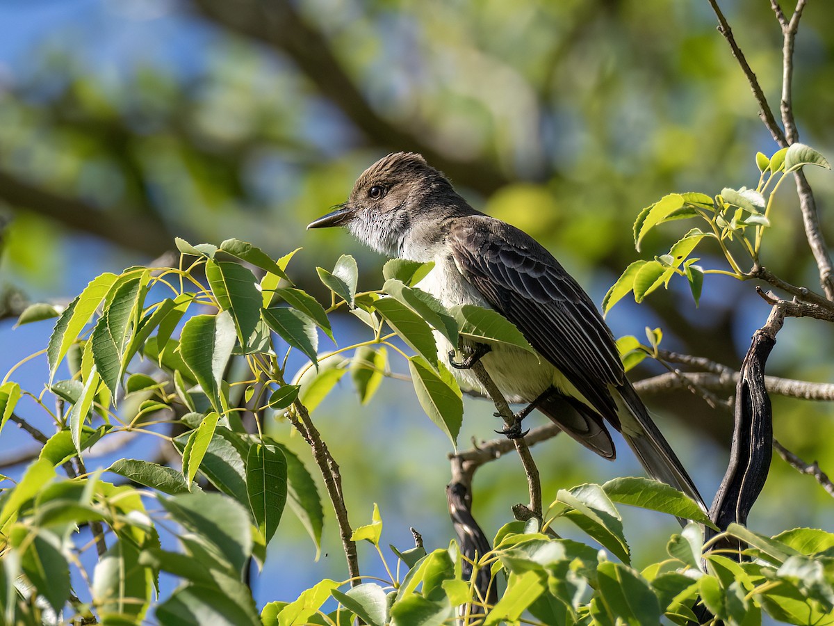 Swainson's Flycatcher - ML645994589