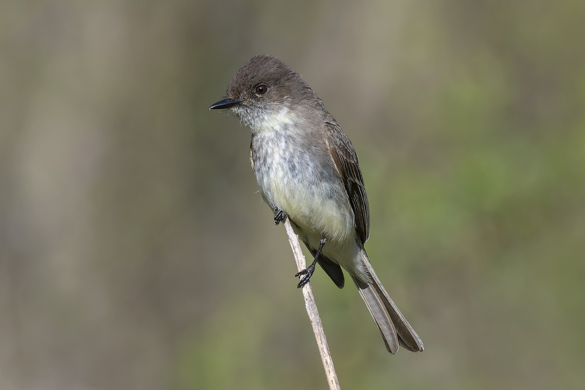 Eastern Phoebe - ML645994600