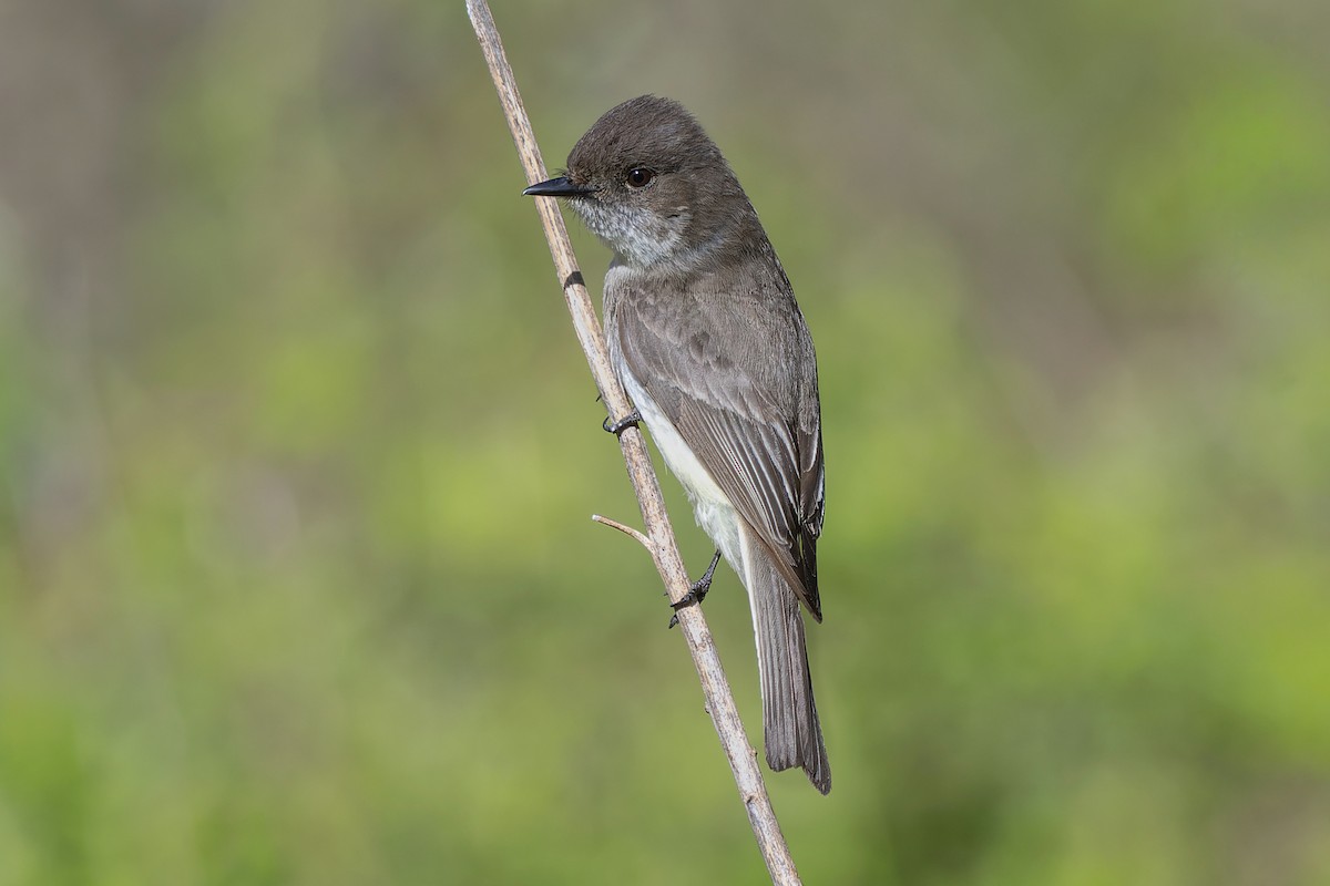 Eastern Phoebe - ML645994601