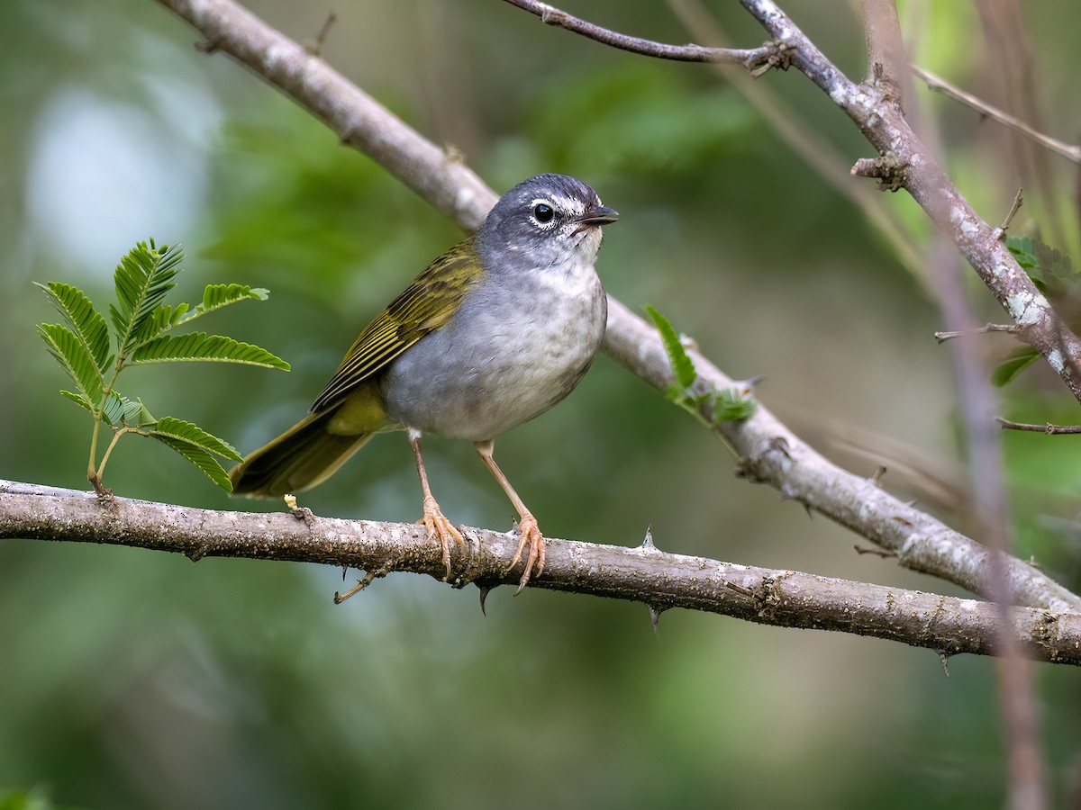 White-browed Warbler - ML645994620
