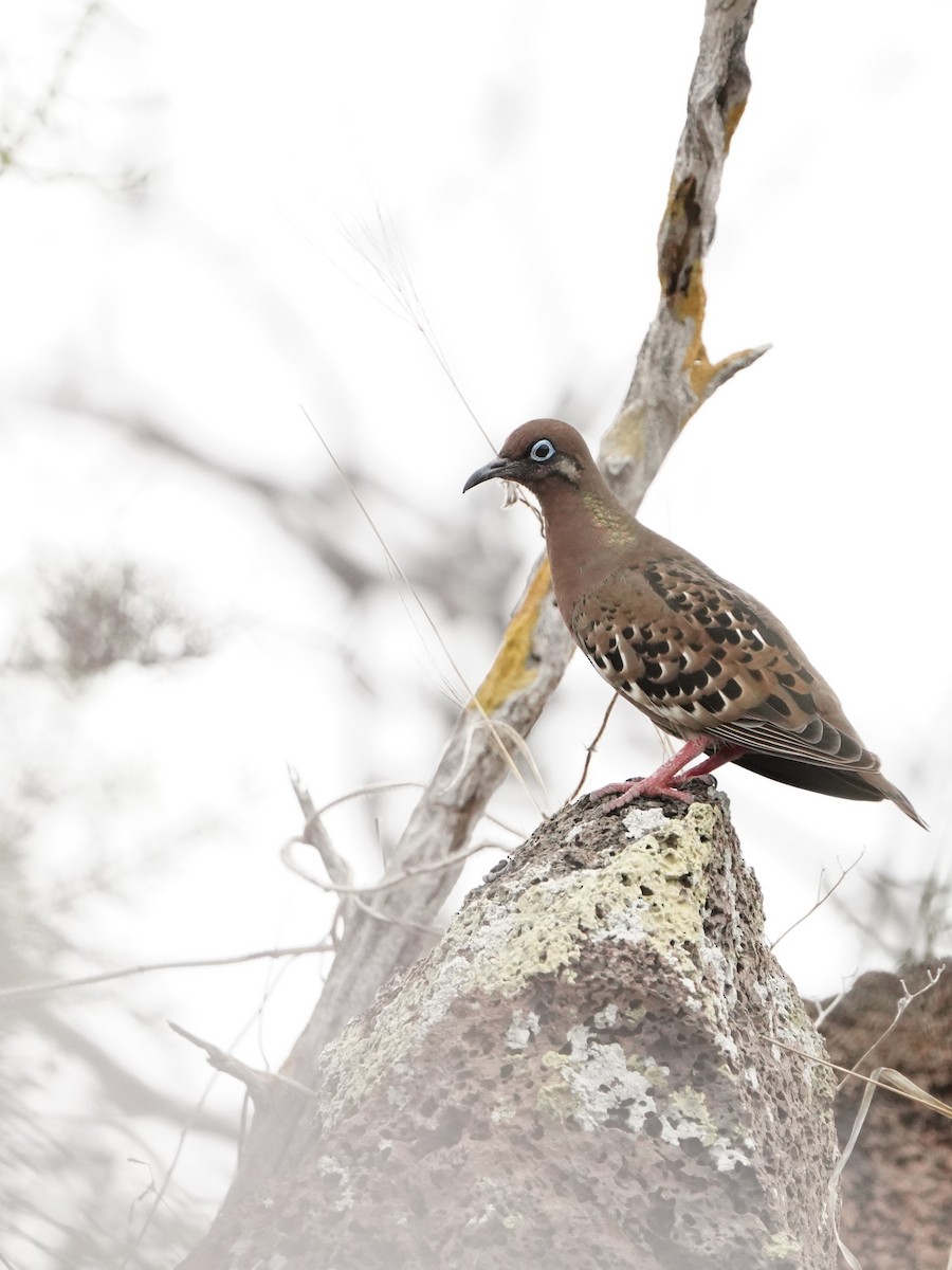 Galapagos Dove - ML645994630