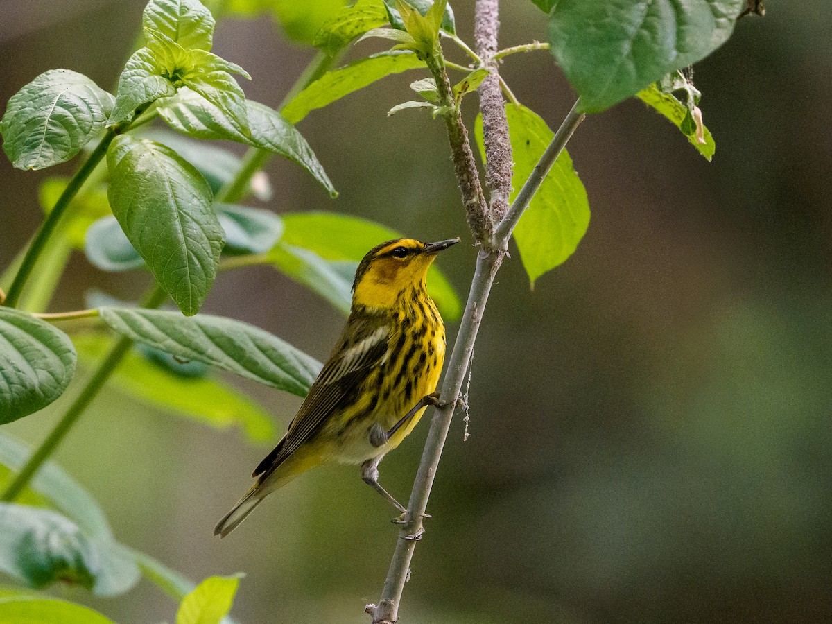 Cape May Warbler - ML645994633