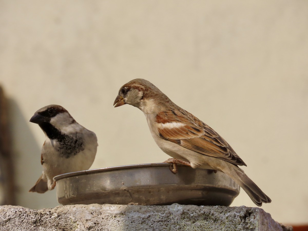House Sparrow - ML645994648