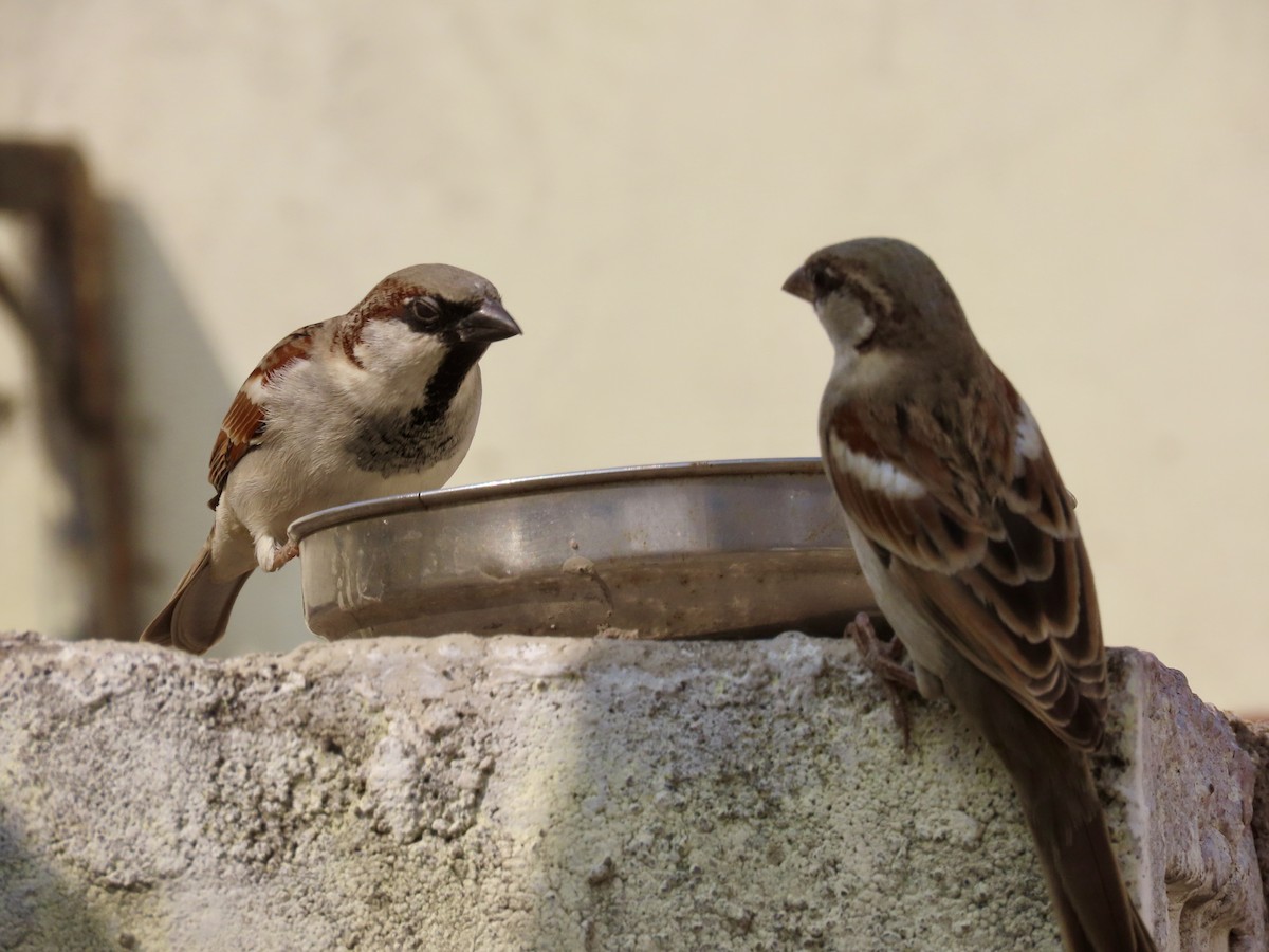 House Sparrow - ML645994650