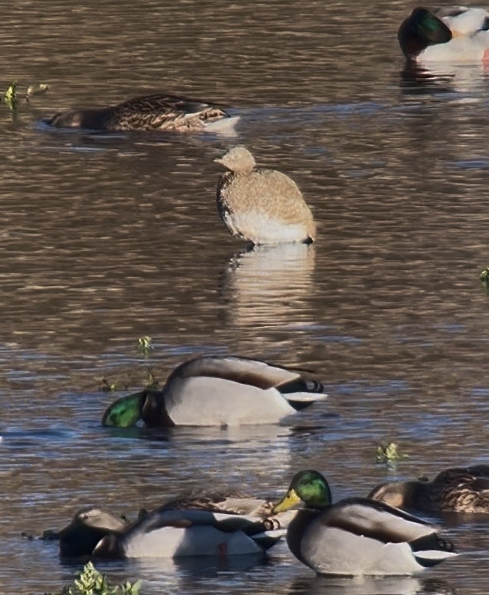 Little Bustard - ML645994653