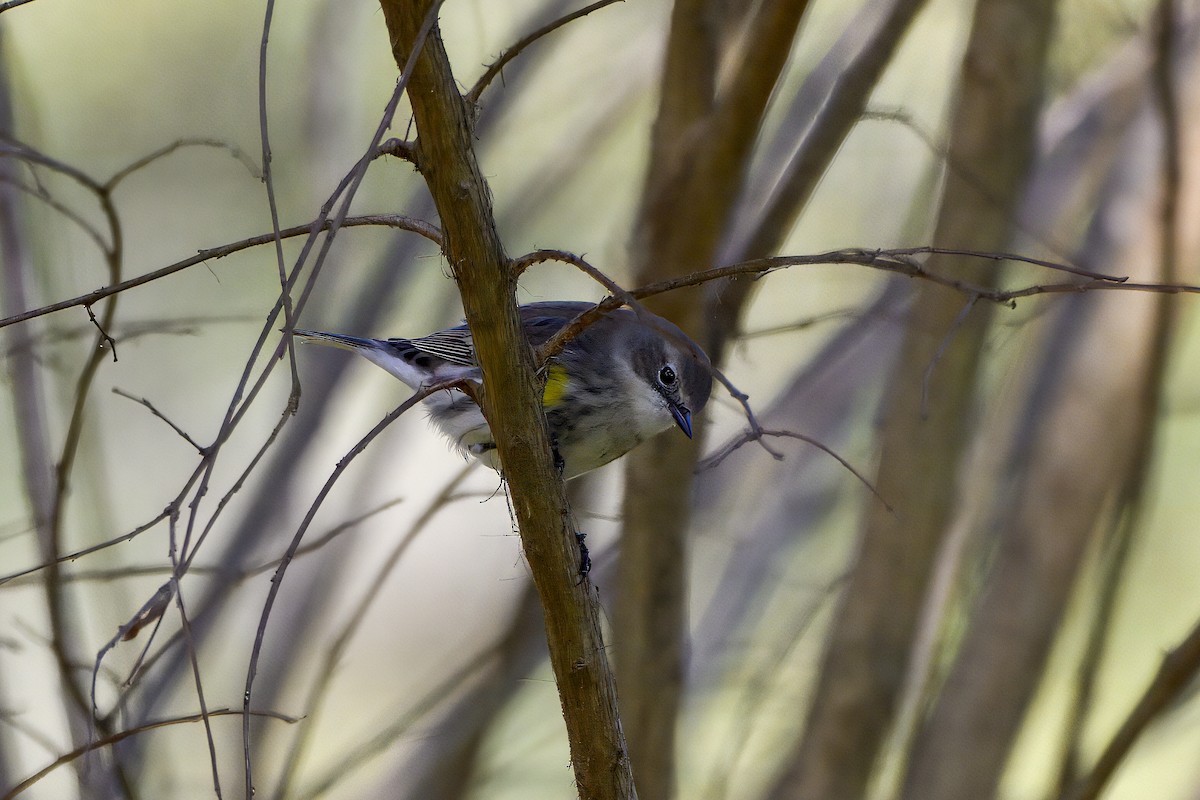 Yellow-rumped Warbler - ML645994657
