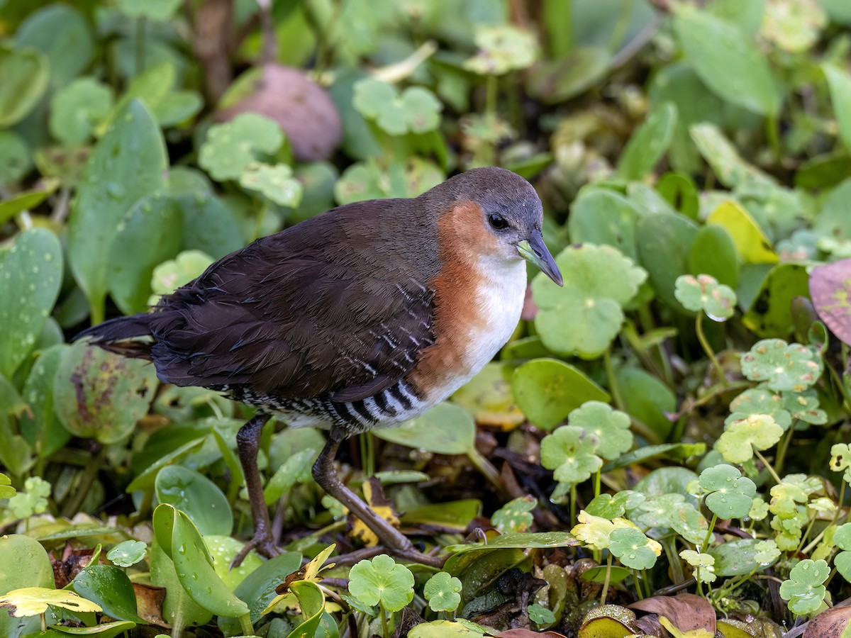 Rufous-sided Crake - ML645994660