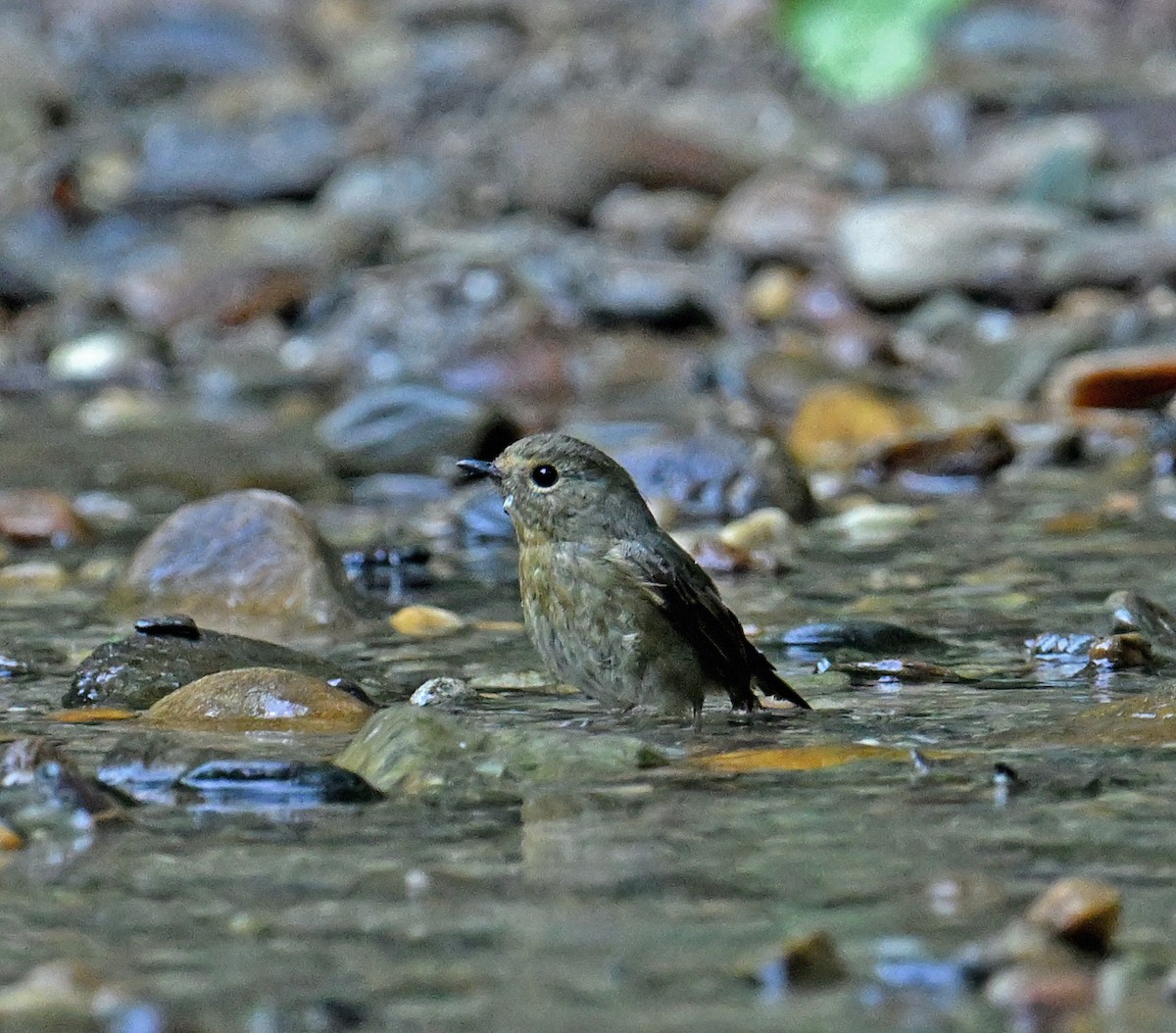 Lesser Shortwing - ML645994662