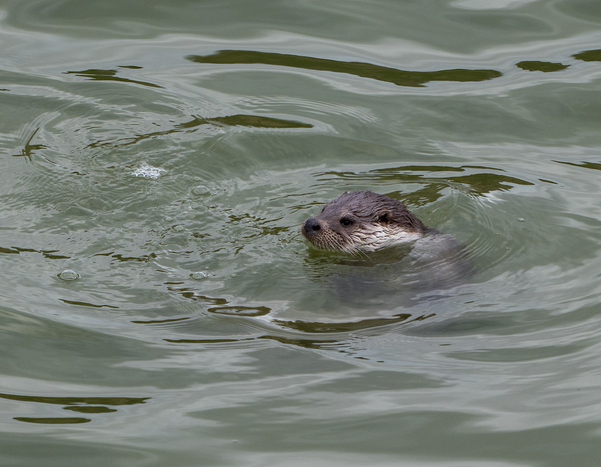 Eurasian Otter - ML645994665