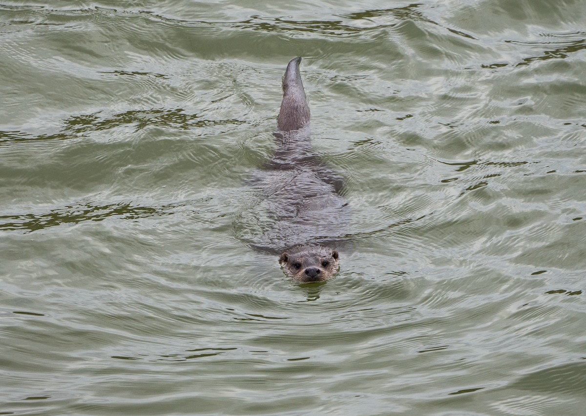 Eurasian Otter - ML645994666
