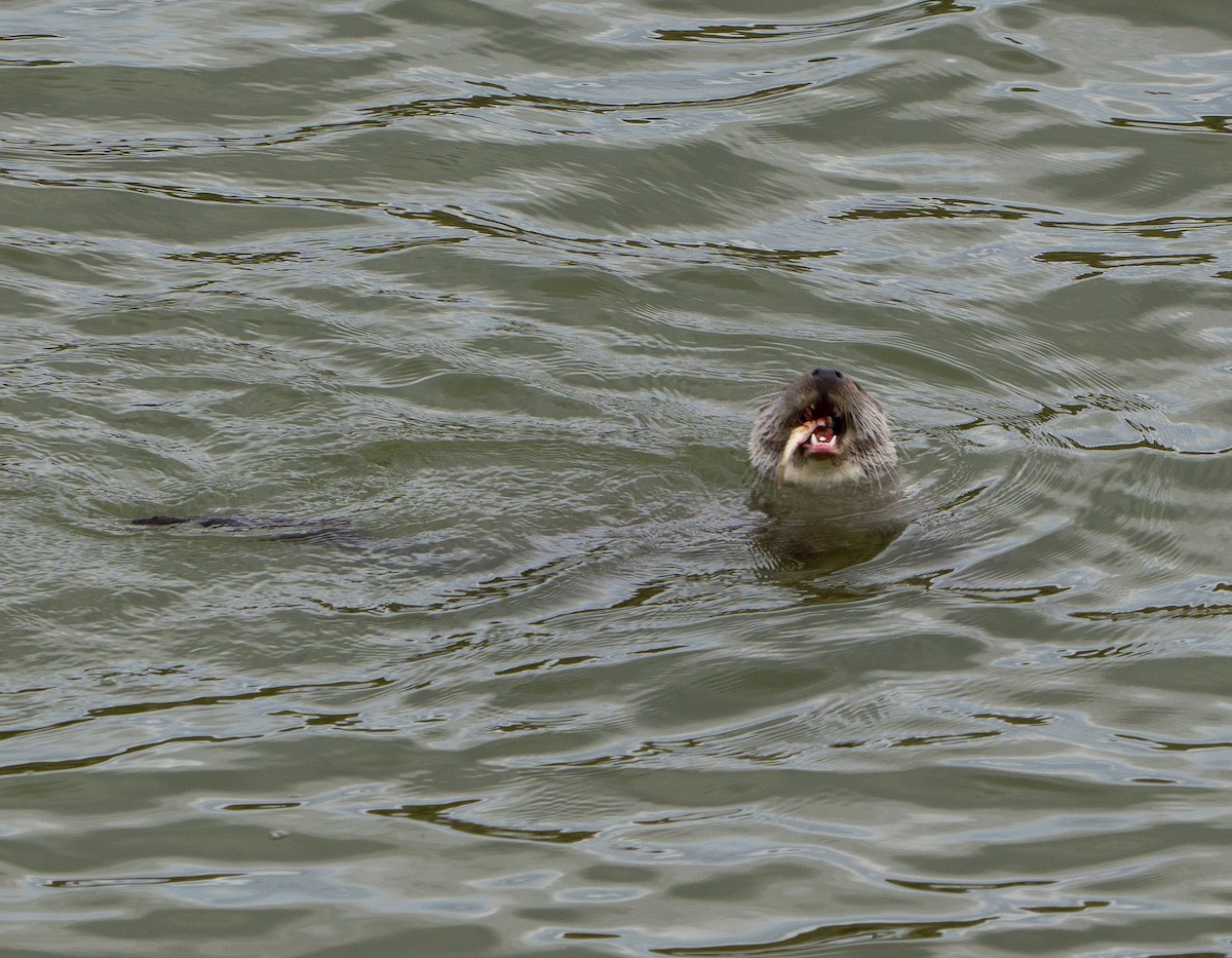 Eurasian Otter - ML645994667