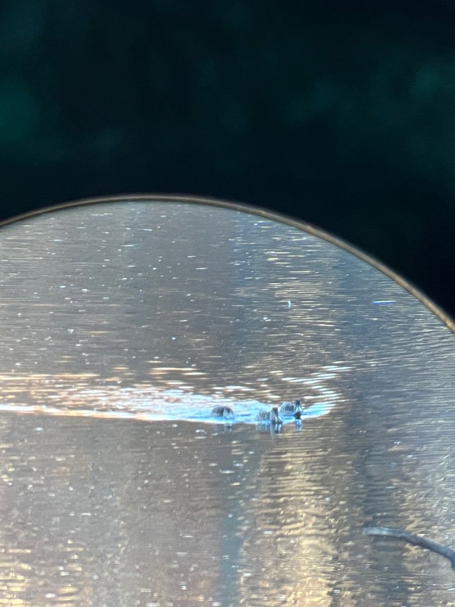 Northern Shoveler - ML645994670