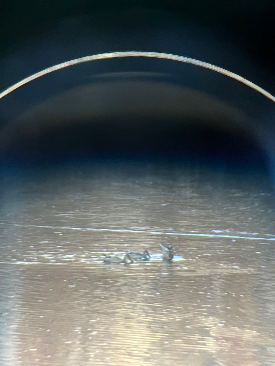 Northern Shoveler - ML645994671