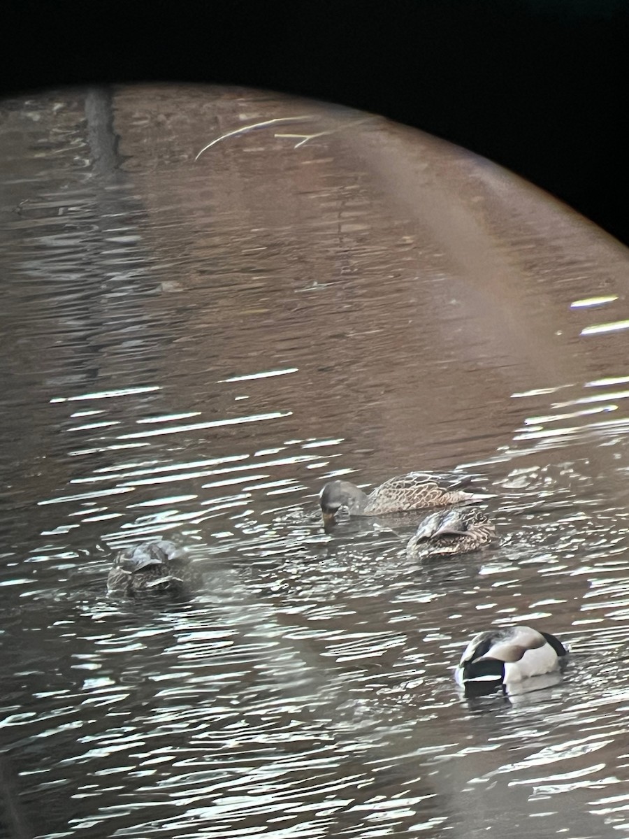 Northern Shoveler - ML645994673