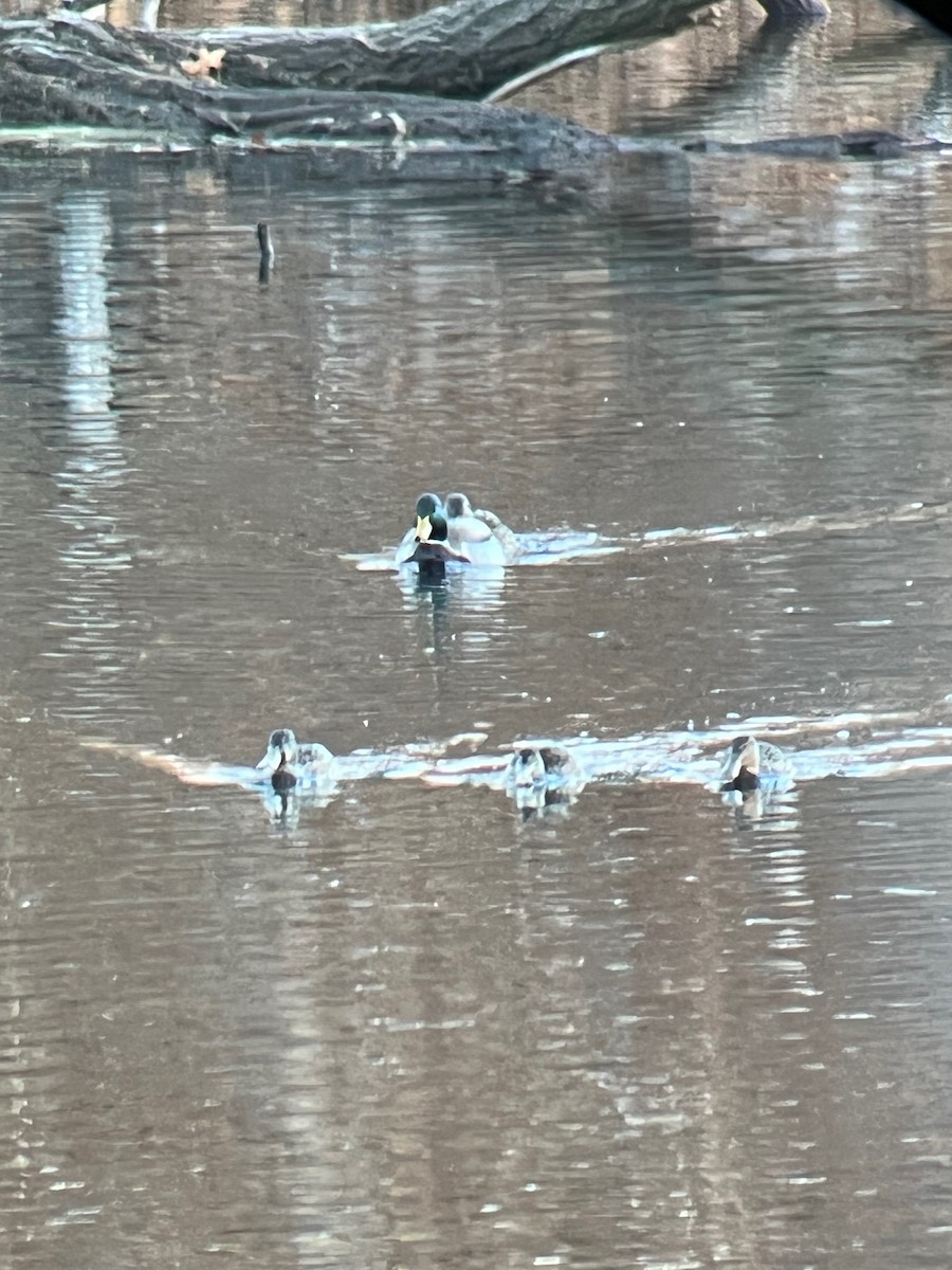 Northern Shoveler - ML645994674