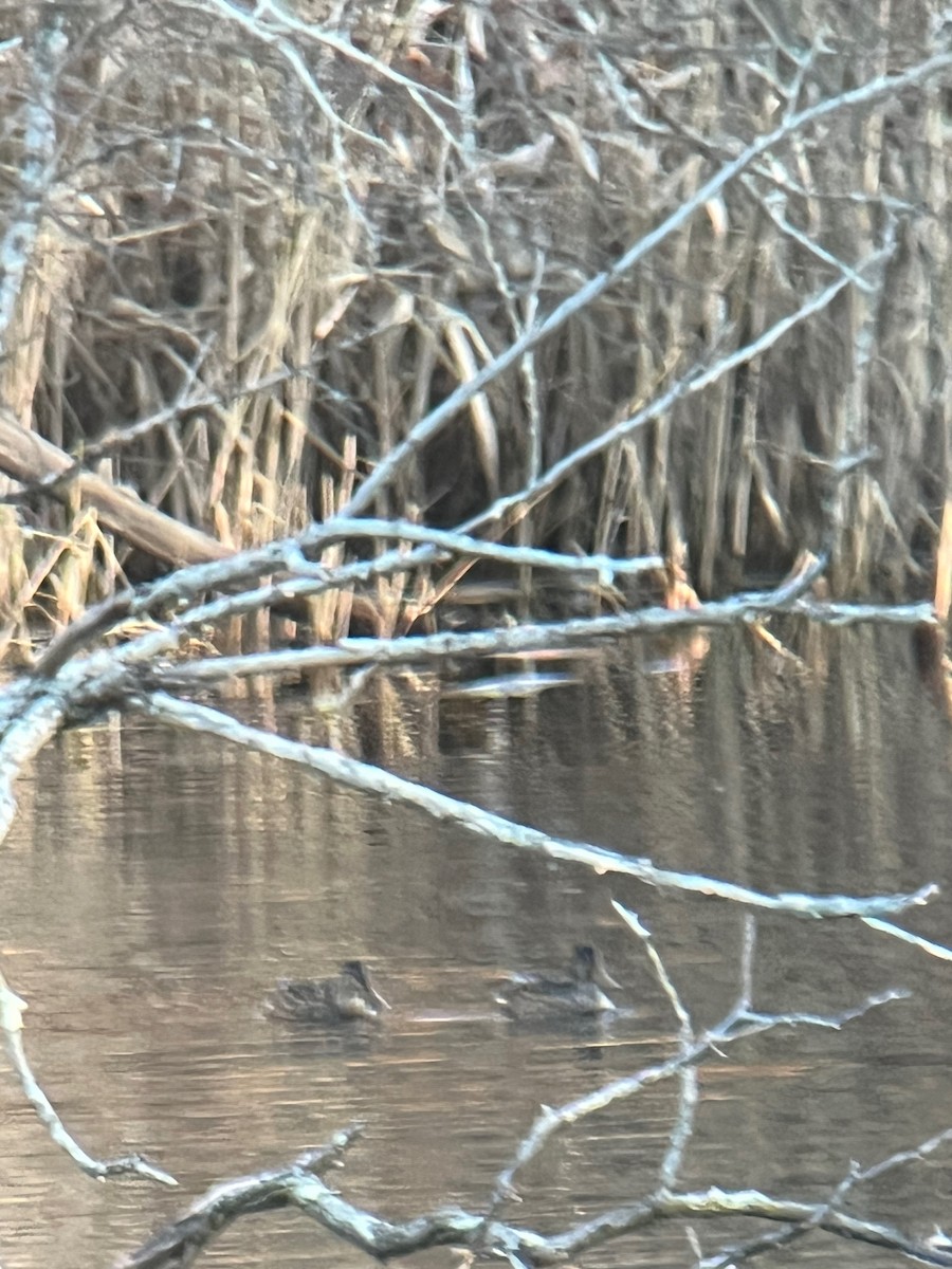 Northern Shoveler - ML645994675