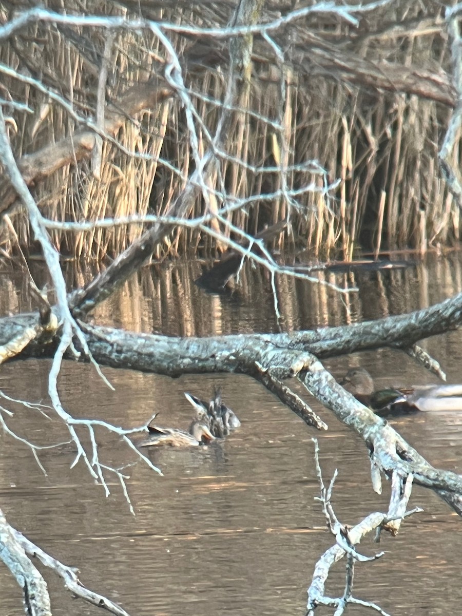 Northern Shoveler - ML645994676
