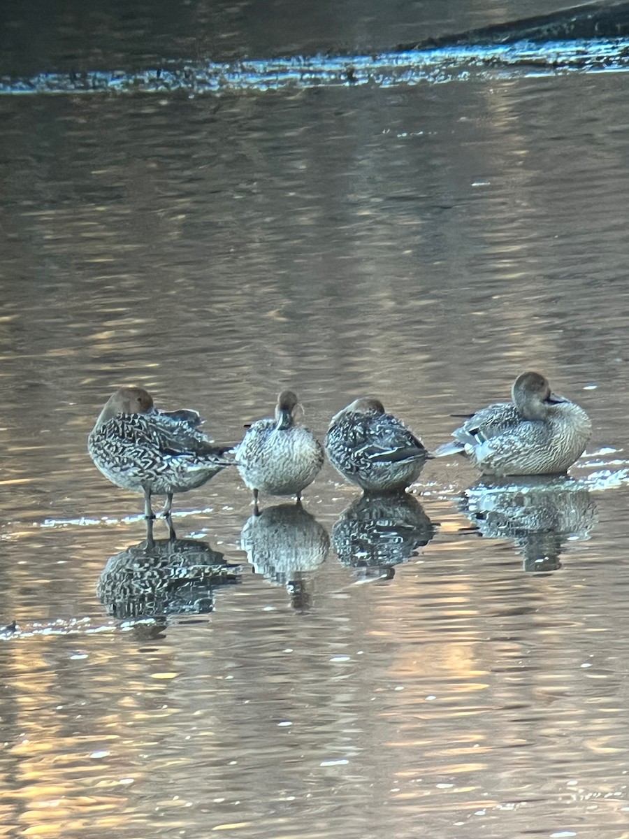 Northern Pintail - ML645994679