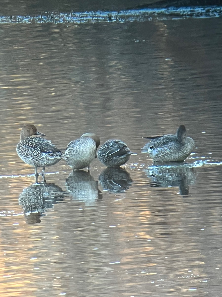 Northern Pintail - ML645994680