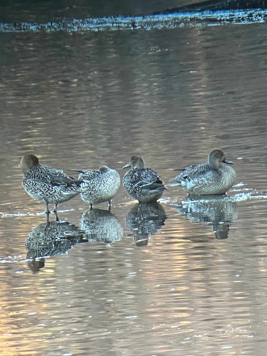 Northern Pintail - ML645994681