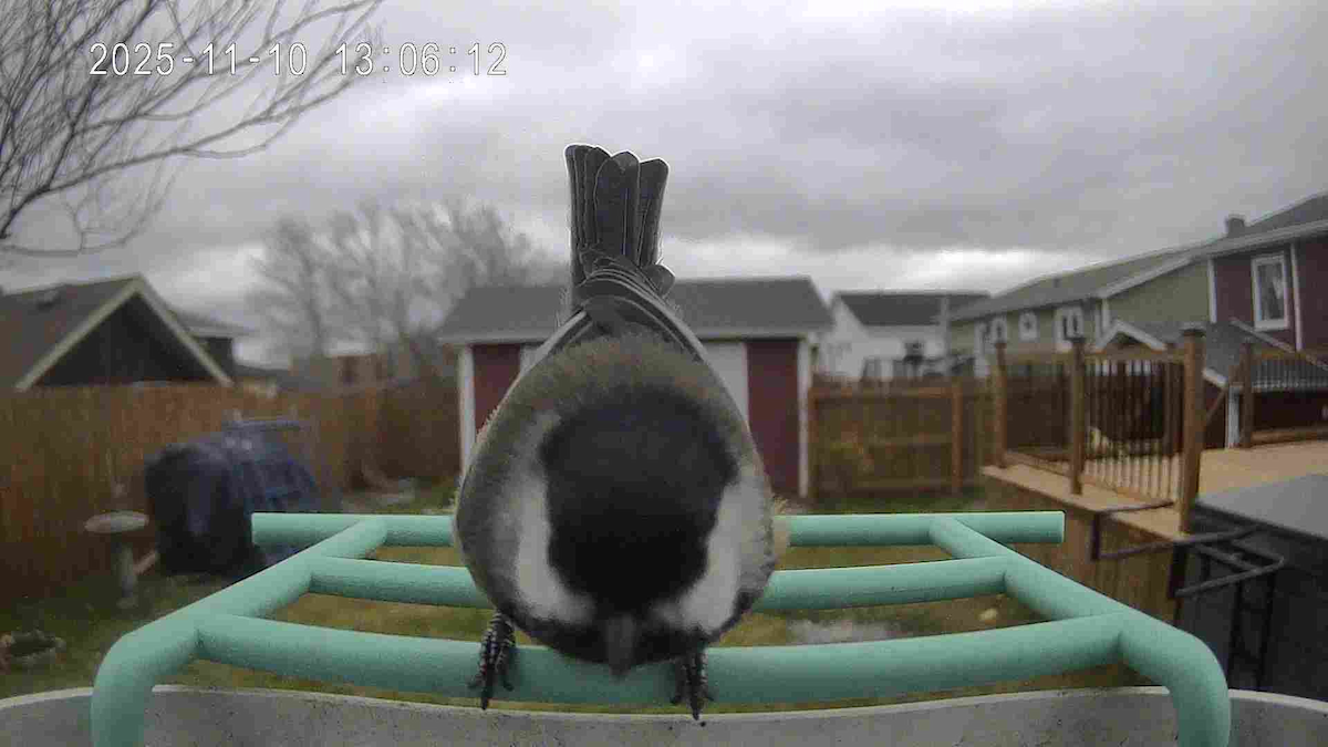 Black-capped Chickadee - ML645994685