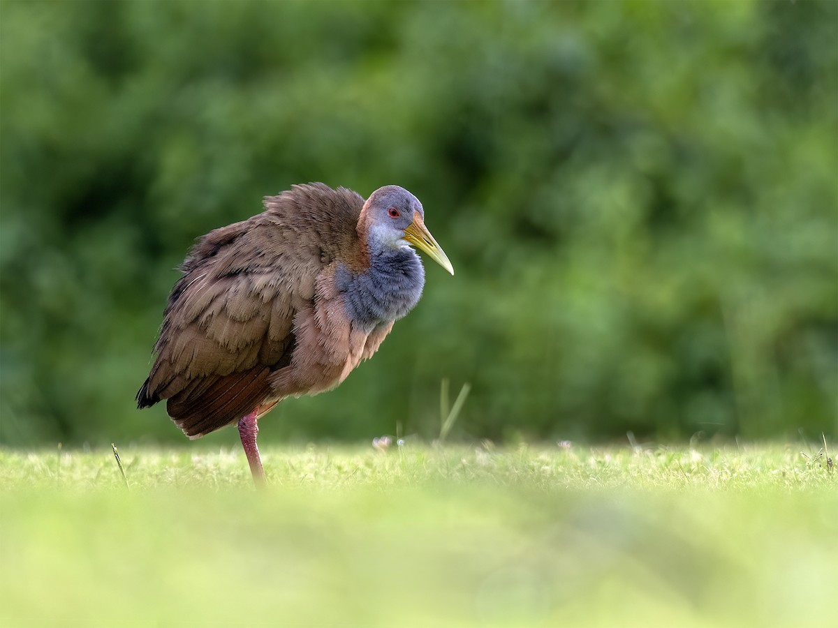 Giant Wood-Rail - ML645994687