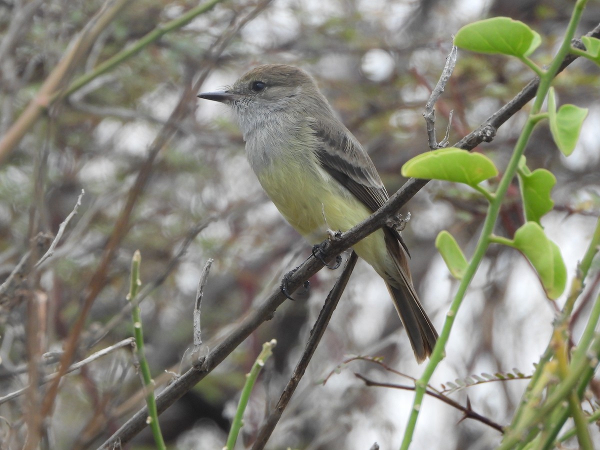 Галапагосский миарх - ML645994688