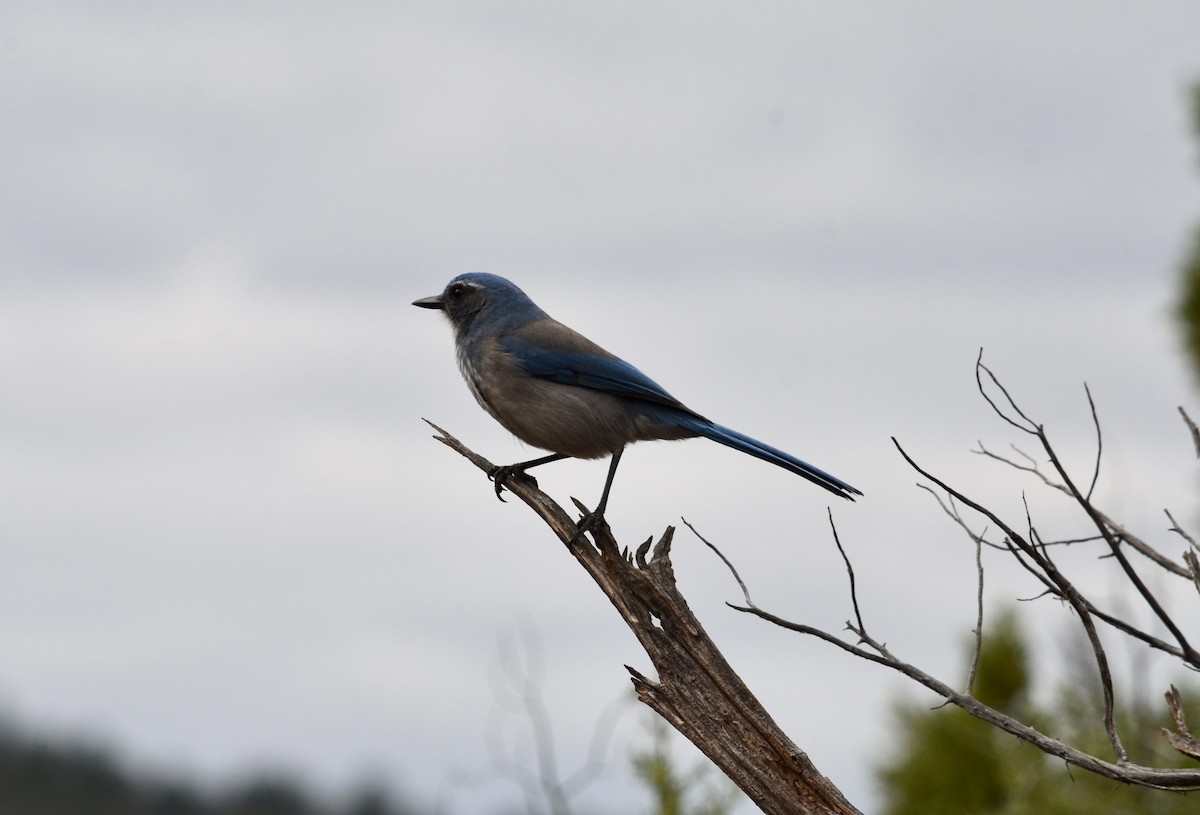 Woodhouse's Scrub-Jay - ML645994695