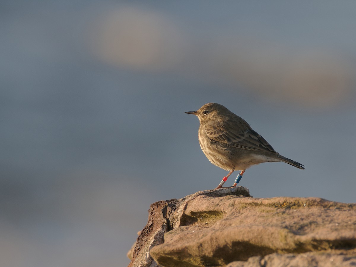 Rock Pipit - ML645994697