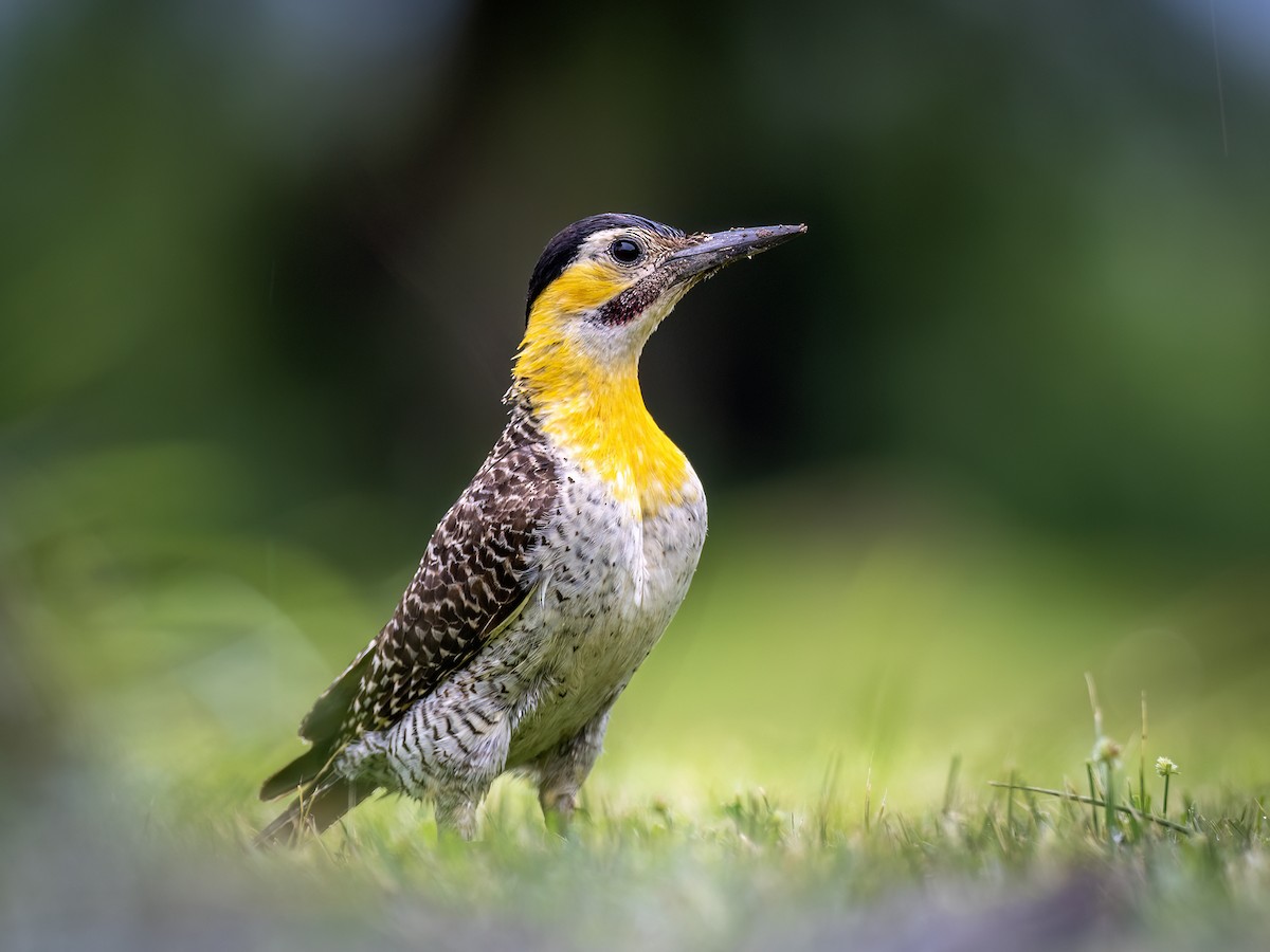 Campo Flicker - ML645994702