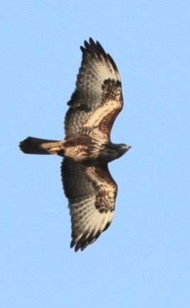 Канюк sp. - ML645994703