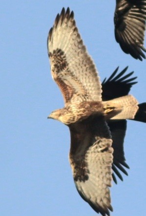 Канюк sp. - ML645994704