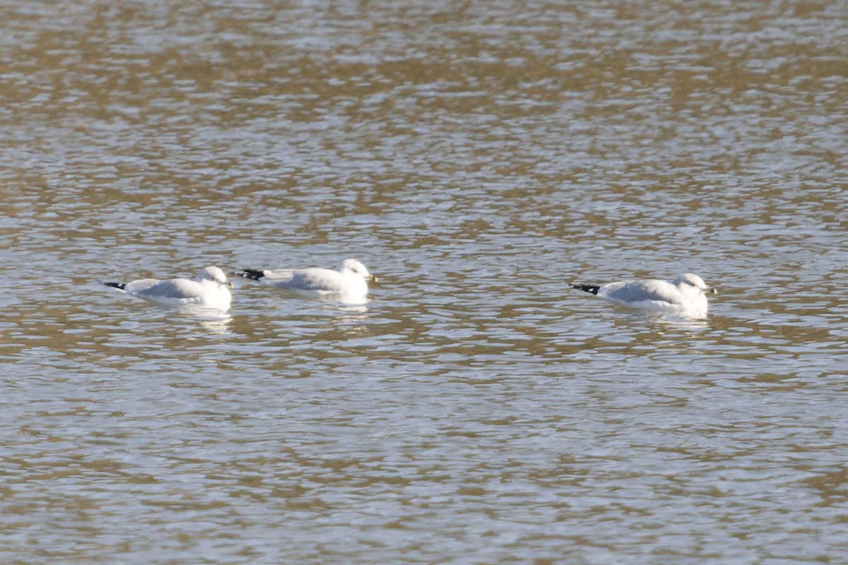 Halkalı Martı - ML645994706