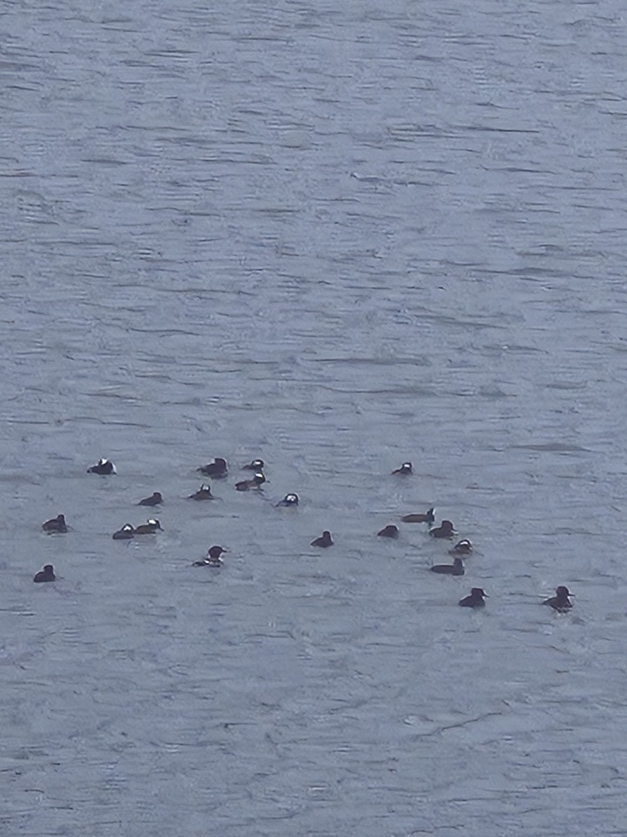 Капюшоновый крохаль - ML645994708