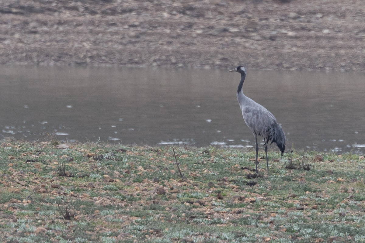 Серый журавль - ML645994710
