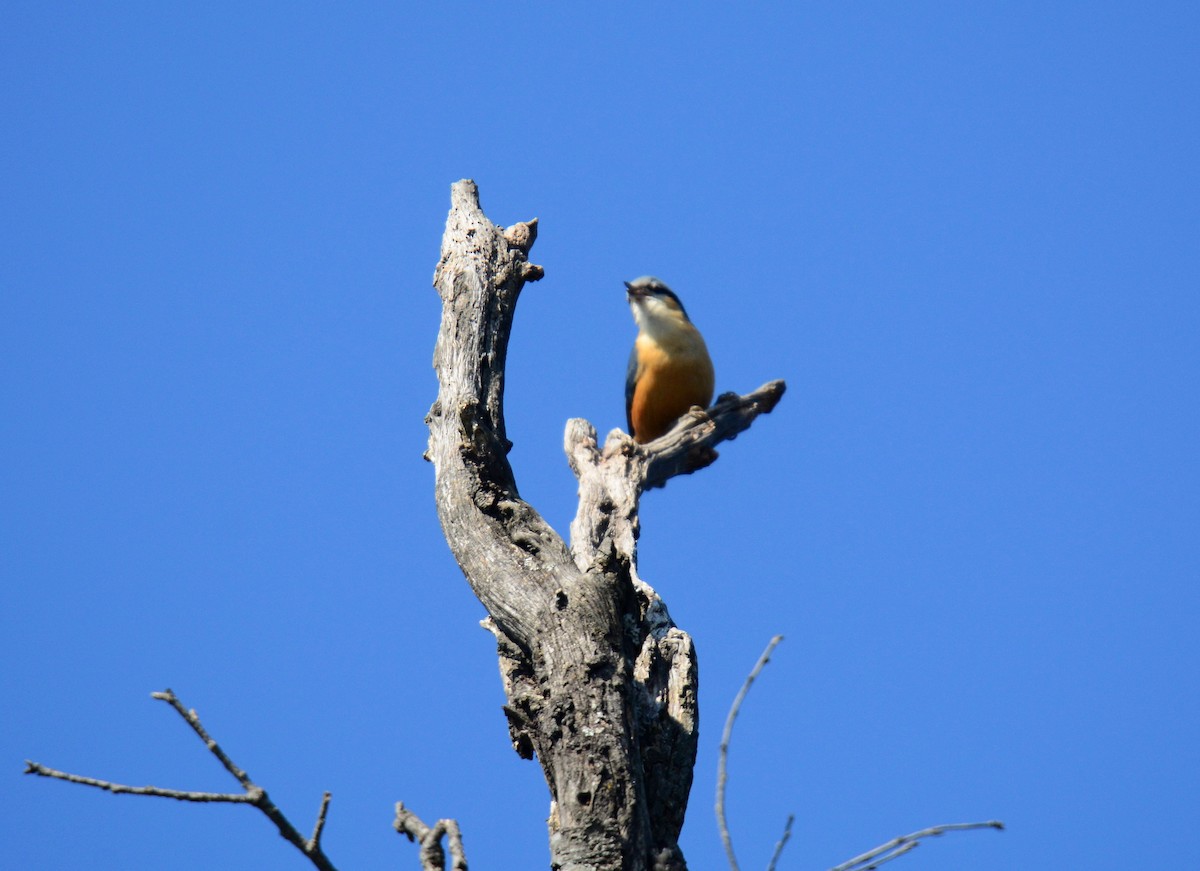 Белохвостый поползень - ML645994711