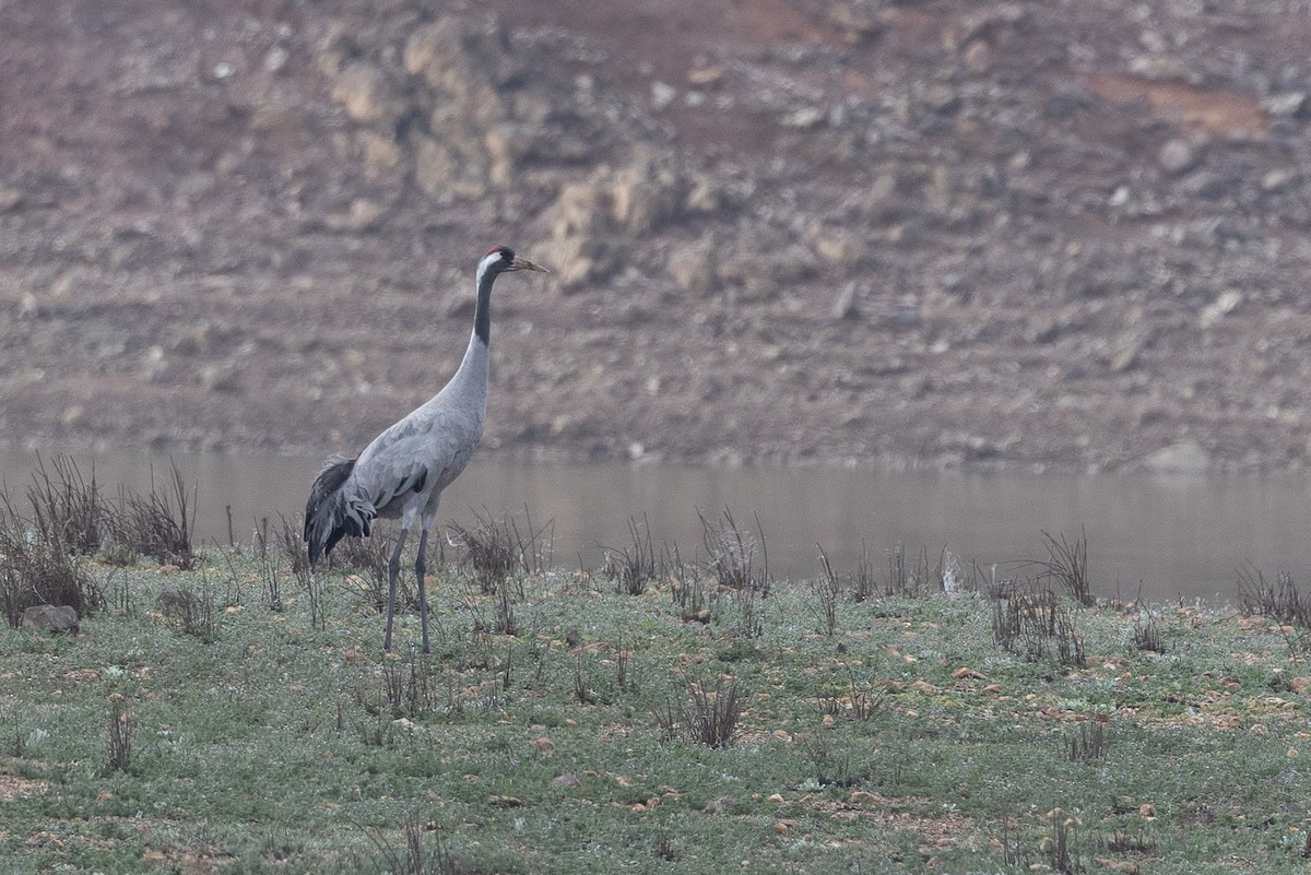 Серый журавль - ML645994712