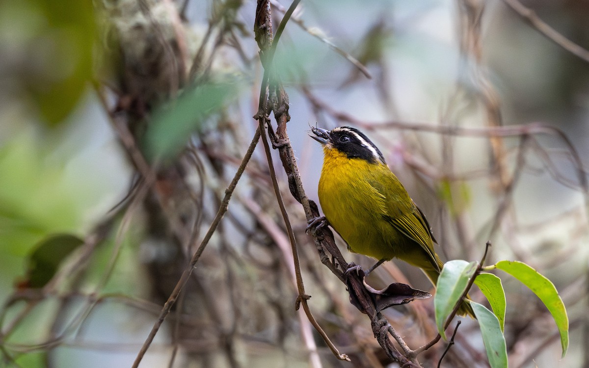 Black-capped Hemispingus (White-browed) - ML645994713